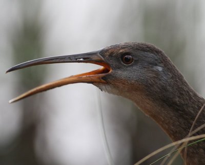 Clapper Rail