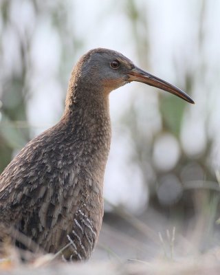 Clapper Rail