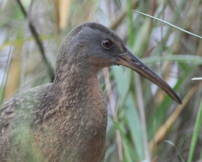 Clapper Rail