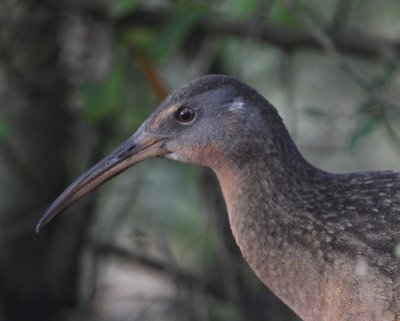 Clapper Rail