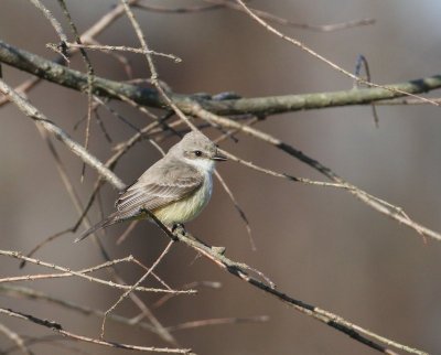 Vermilion Flycatcher