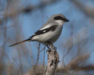 Loggerhead Shrike