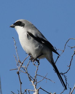 Loggerhead Shrike