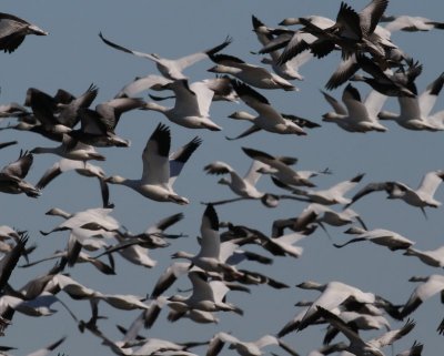 Snow Geese