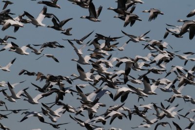 Snow Geese