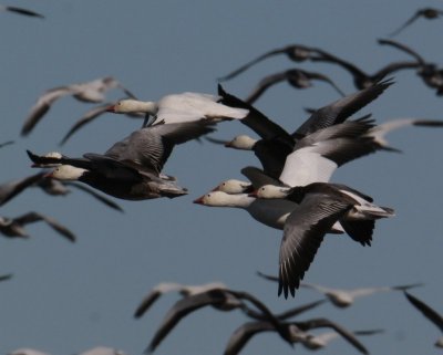 Snow Geese