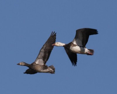 Snow Geese