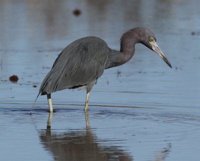 Little Blue Heron