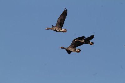 Greater White-fronted Geese