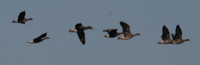 Greater White-fronted Geese