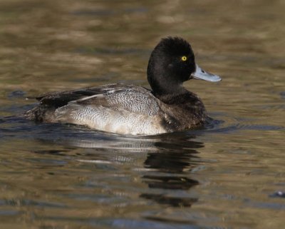 Lesser Scaup