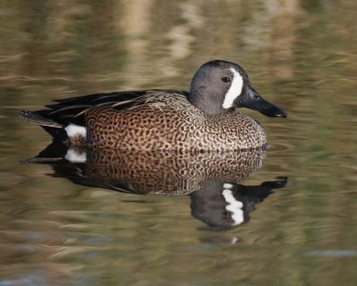 Blue-winged Teal