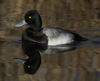 Greater Scaup