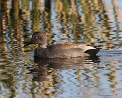 Gadwall