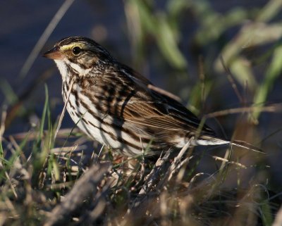 Savannah Sparrow