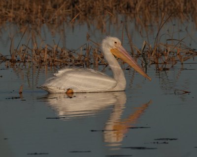 White Pelican