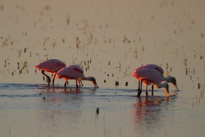 Roseate Spoonbill