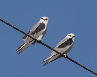 White-tailed Kite