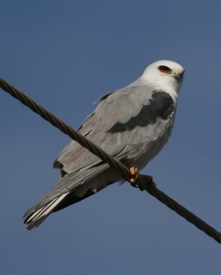 White-tailed Kite