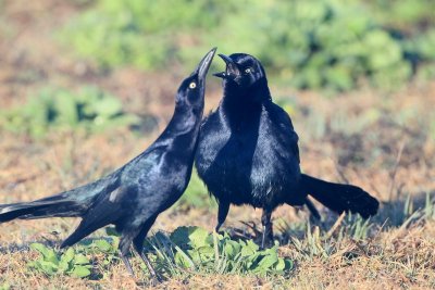 Great Tailed Grackle