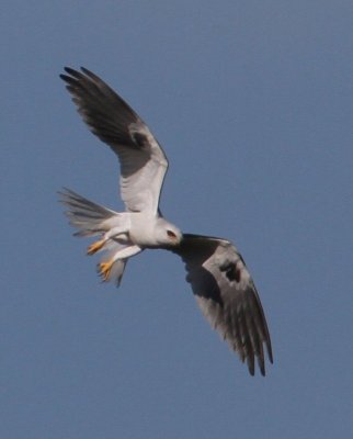 White-tailed Kite