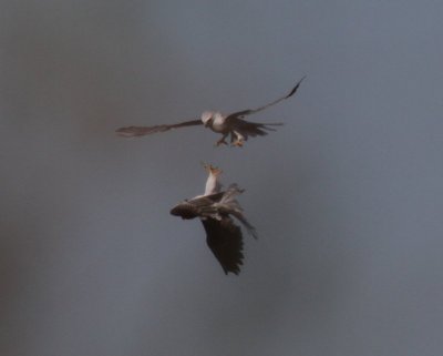 White-tailed Kite