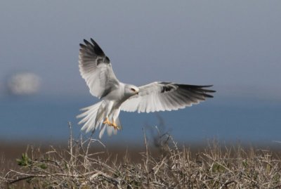 White-tailed Kite