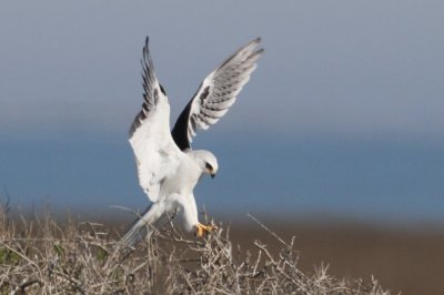 White-tailed Kite