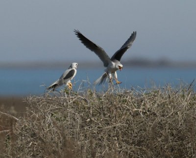 White-tailed Kite