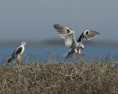 White-tailed Kite