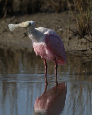 Roseate Spoonbill