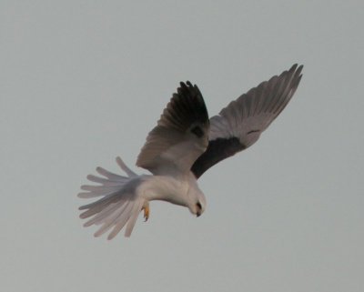 White-tailed Kite