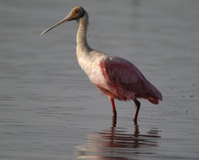 Roseate Spoonbill