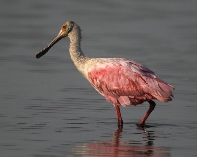 Roseate Spoonbill