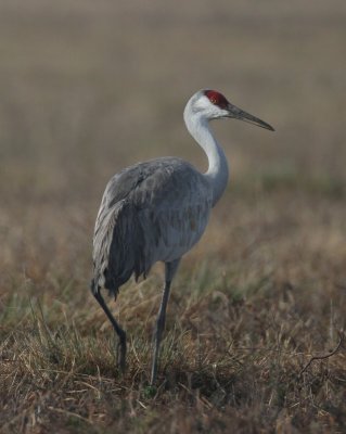 Sandhill Crane