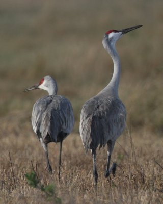 Sandhill Crane