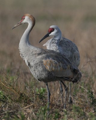 Sandhill Crane