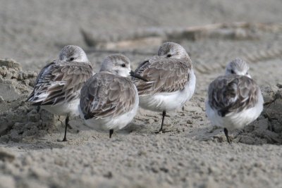 Sanderlings