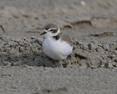 SnowyPlover