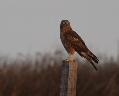 Northern Harrier