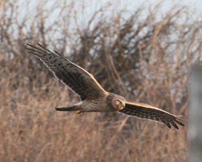 Northern Harrier