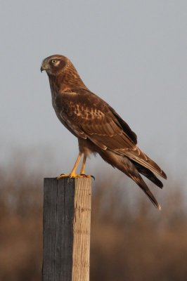 Northern Harrier