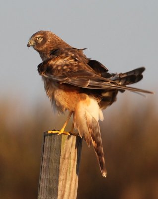 Northern Harrier