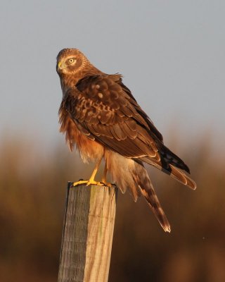 Northern Harrier