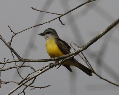 Couch's Kingbird