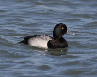 Greater Scaup