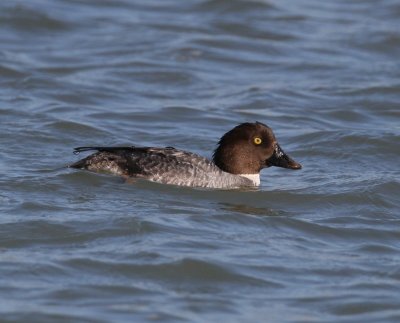 Common Goldeneye