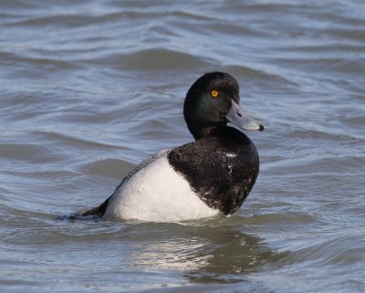 Greater Scaup