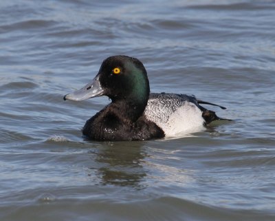 Greater Scaup