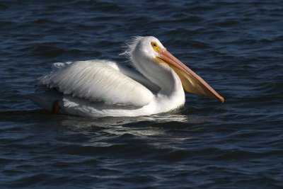 American White Pelican